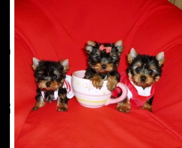 bellissimi cuccioli di yorkie