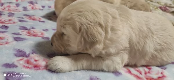 cuccioli golden retriever 