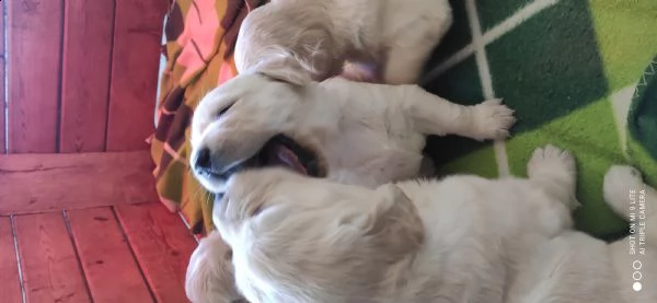 cuccioli golden retriever  | Foto 0