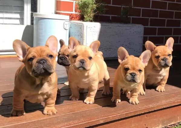 vendita cucciolo bulldog francese  esotico | Foto 1