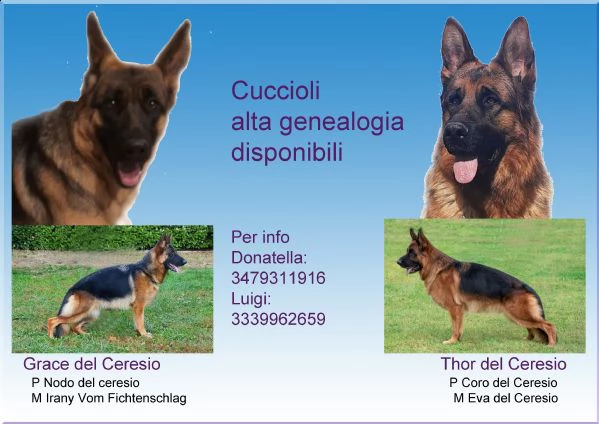 cuccioli pastore tedesco alta genealogia 