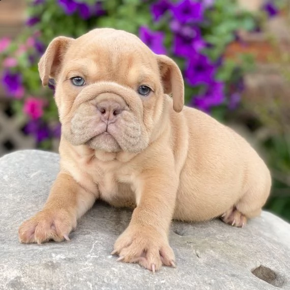 bulldog inglese  maschio