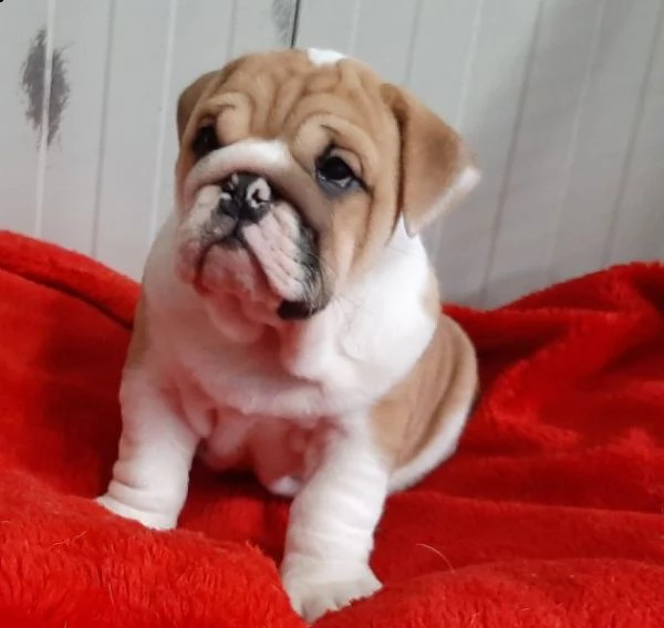  bulldog inglese | Foto 1