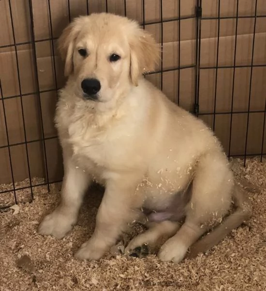 cucciolo di golden retriver 