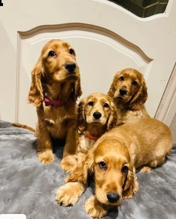  cuccioi di cocker spaniel americano