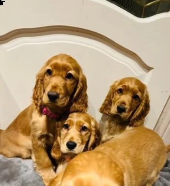  cuccioi di cocker spaniel americano | Foto 0