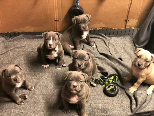 vendo cuccioli di micro pitbull americano