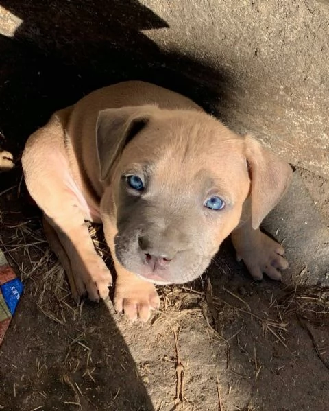 vendo cuccioli di micro pitbull americano | Foto 1