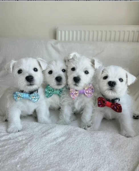 westies 