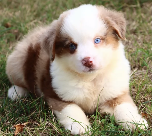 mini australian shepherd 