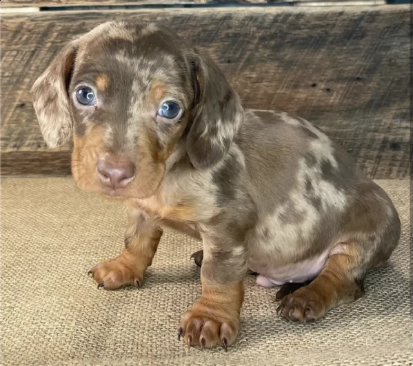 dachshund 