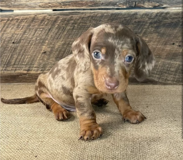 dachshund  | Foto 0