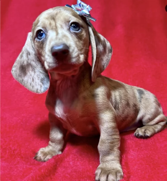 mini dachshund 