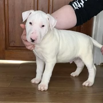 cuccioli di bull terrier