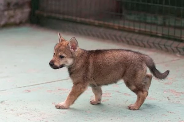 cuccioli cane lupo | Foto 0