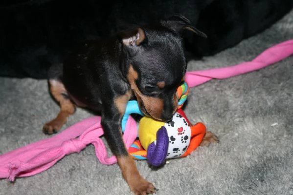 cuccili di pinscher