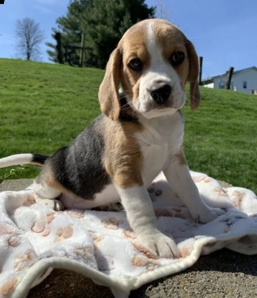 regalo beagle cuccioli bellissima cucciolata cerca nuova famiglia 4 maschi e 3 femmina 60 gg tutt