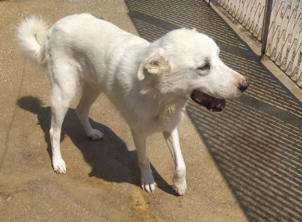 belle meraviglioso cagnolone  | Foto 0