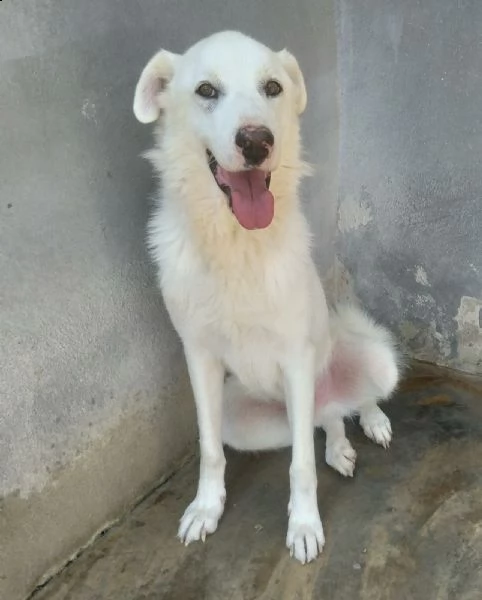 belle meraviglioso cagnolone 