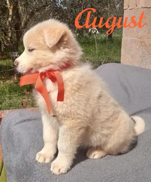 meraviglioso cucciolo simil golden august  | Foto 4