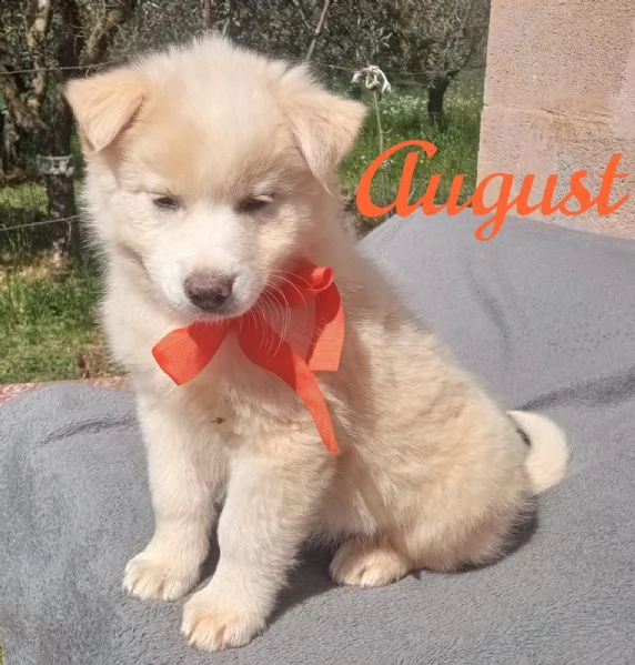 meraviglioso cucciolo simil golden august  | Foto 3