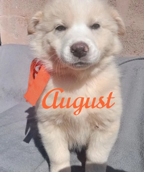 meraviglioso cucciolo simil golden august  | Foto 2