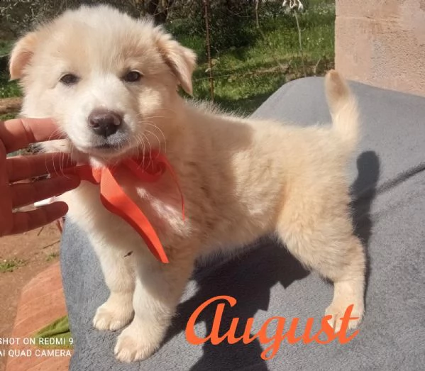 meraviglioso cucciolo simil golden august  | Foto 0