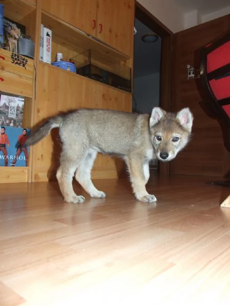 cuccioli di lupo cecoslovacco | Foto 0