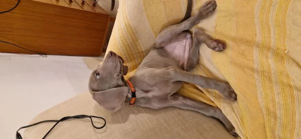 cuccioli di weimaraner 