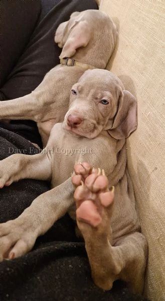 cuccioli di weimaraner  | Foto 3