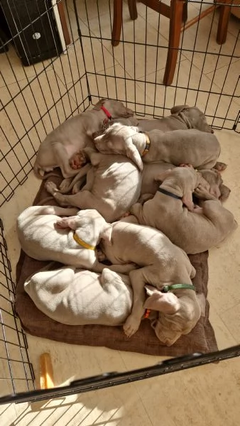 cuccioli di weimaraner  | Foto 2