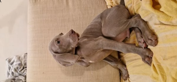 cuccioli di weimaraner  | Foto 0