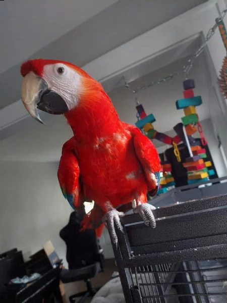 regalo disponibili pappagalli