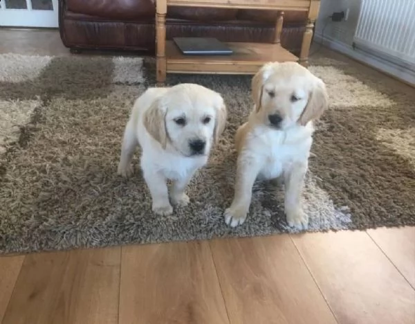  golden retriever
