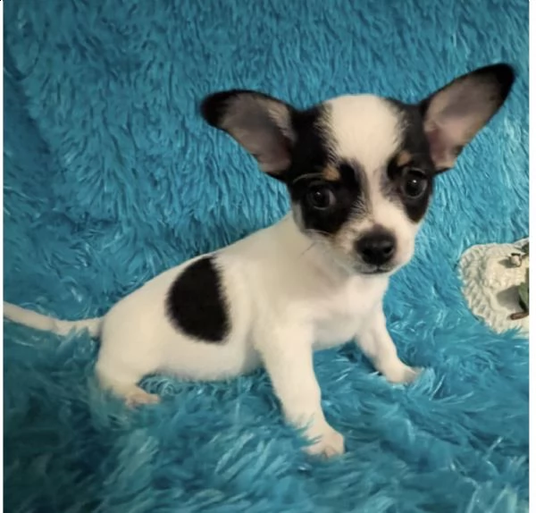 pura razza cuccioli di chihuahua per regalo  | Foto 2