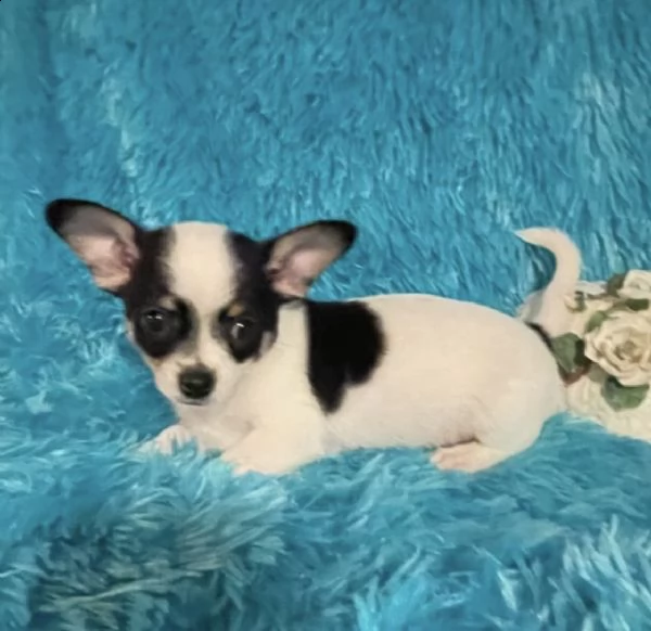pura razza cuccioli di chihuahua per regalo  | Foto 0