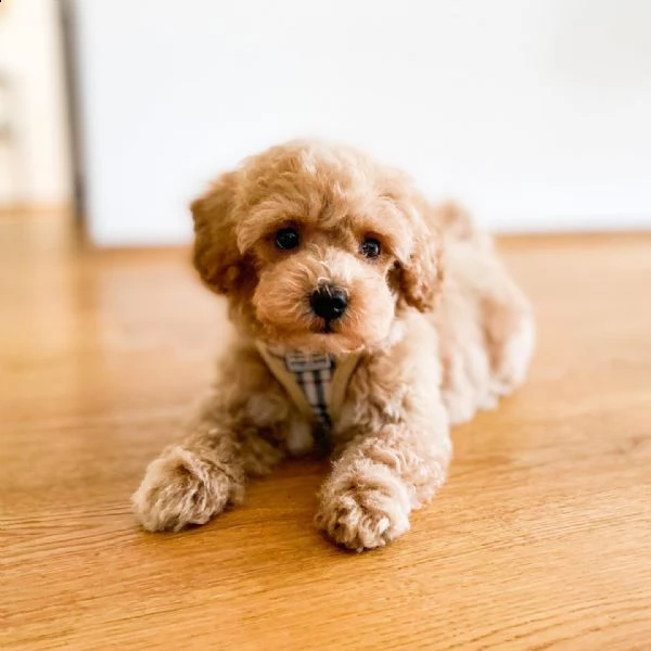 adorabili cuccioli di maltipoo maschio e femmina