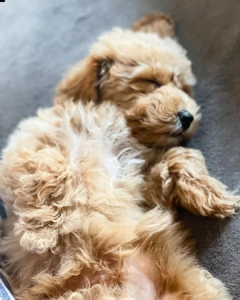 adorabili cuccioli di maltipoo maschio e femmina | Foto 3