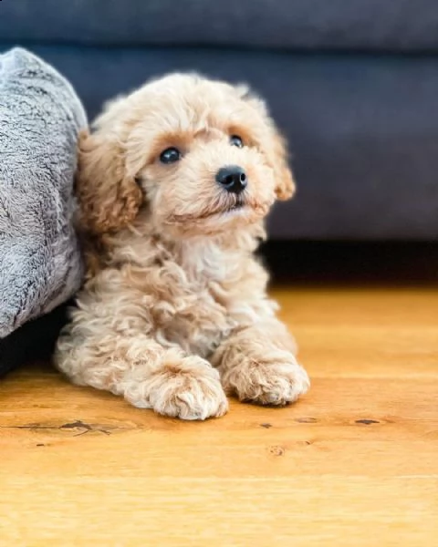 adorabili cuccioli di maltipoo maschio e femmina | Foto 2