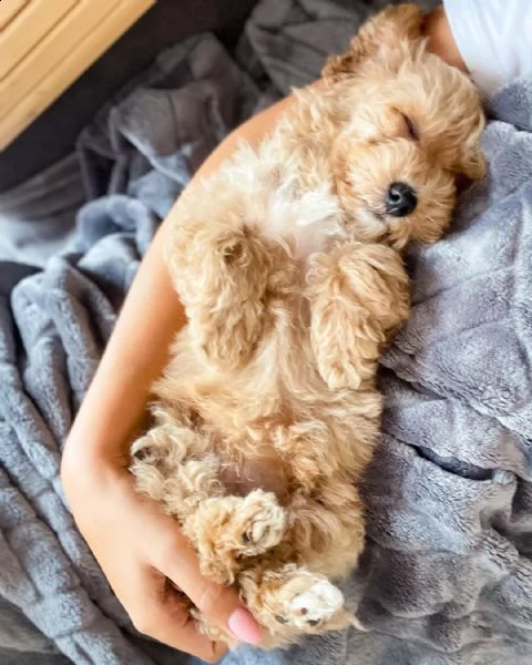 adorabili cuccioli di maltipoo maschio e femmina | Foto 1
