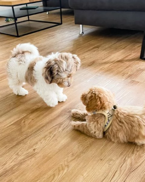 adorabili cuccioli di maltipoo maschio e femmina | Foto 0