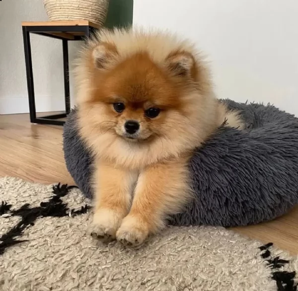 regalo pomeranian boo