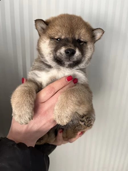 cuccioli di shiba inu con pedegree enci | Foto 6