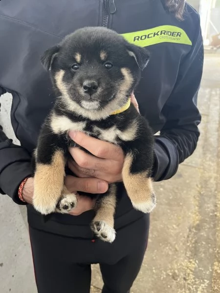 cuccioli di shiba inu con pedegree enci | Foto 5