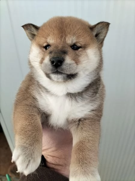 cuccioli di shiba inu con pedegree enci | Foto 4