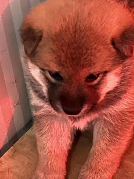 cuccioli di shiba inu con pedegree enci | Foto 3