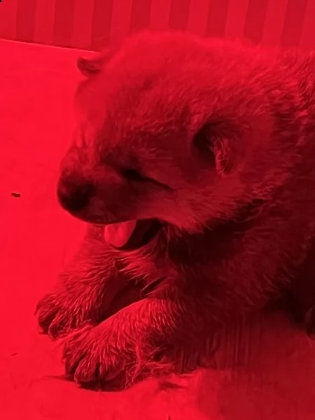 cuccioli di shiba inu con pedegree enci | Foto 2