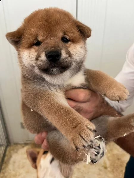 cuccioli di shiba inu con pedegree enci | Foto 1