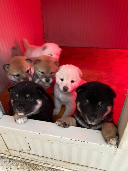 cuccioli di shiba inu con pedegree enci