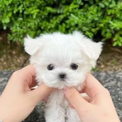 regalo  maltese mini toy | Foto 0